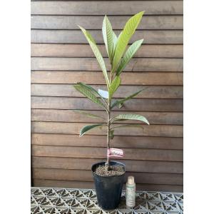 ライチ ジャカパット 果樹の苗木 4号/1個売り 茘枝 レイシ 果樹の苗 ら