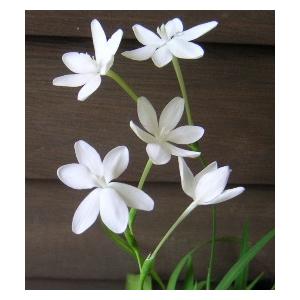 白花姫ヒオウギ Z 日本花卉ガーデンセンターyahoo 店 通販 Yahoo ショッピング