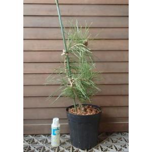 インドボダイジュ（印度菩提樹）8寸鉢植え ＊同梱不可！ : 日本花卉