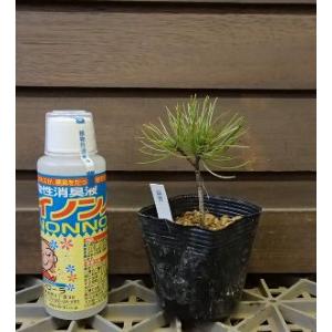 冬季の為、出品停止中☆3800サファリマジック⭐︎リューカデンドロン リュウカデンドロン サファリマジック（鉢植え） リューカデンドロン