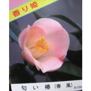 日本花卉ガーデンセンターyahoo 店 匂い椿 ニオイツバキ 椿の苗木 Yahoo ショッピング