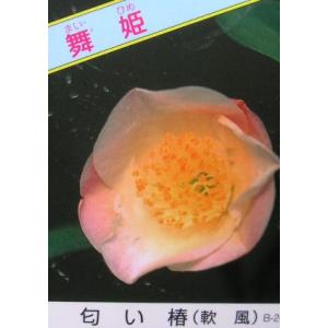 日本花卉ガーデンセンターyahoo 店 匂い椿 ニオイツバキ 椿の苗木 Yahoo ショッピング
