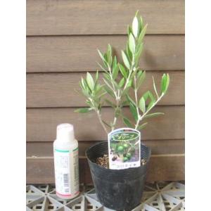 オリーブ アルベキナ 3.5号ポット 果樹 : 金井園芸 - 通販 - Yahoo