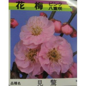 花梅　苗木　梅の木　梅の花　見驚　ケンキョウ　：(花梅） ハナウメ 苗木 苗