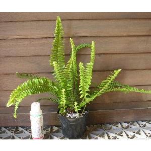 ヘゴ クーペリー 8号鉢植え 大株 ヘゴの木（ヘゴシダ） : 日本花卉