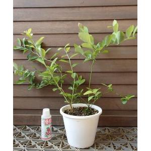 ブルーベリー苗木 苗 ブルーベリーの木 ブルーベリー ブライトウェル