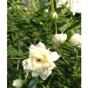 5寸鉢植え　白花　モッコウバラ（木香薔薇）