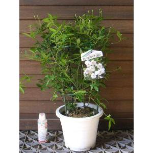 5寸鉢植え 白花 モッコウバラ(木香薔薇)の詳細画像1
