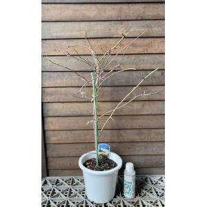 5寸鉢植え 白花 モッコウバラ(木香薔薇)の詳細画像2