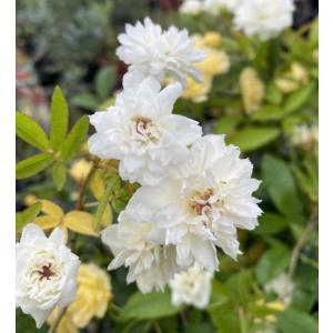 5寸鉢植え 白花 モッコウバラ(木香薔薇)の詳細画像3