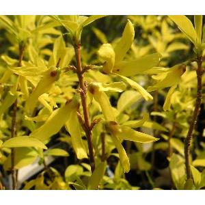 黄金葉レンギョウ