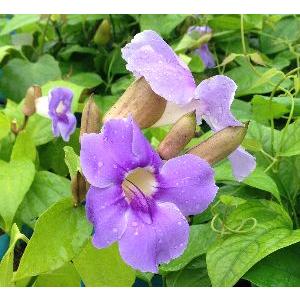 椿 ツバキの苗木 素粧 そしょう : 植物・園芸専門店 花育通販Yahoo!店