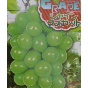 シャインマスカット(ぶどう)挿し木苗 :果樹苗...の詳細画像2