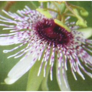 時計草 パッシフローラ ミエルシー Z 日本花卉ガーデンセンターyahoo 店 通販 Yahoo ショッピング