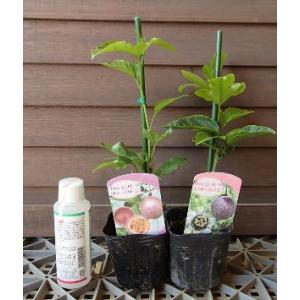 パッションフルーツ苗の商品一覧 通販 Yahoo ショッピング