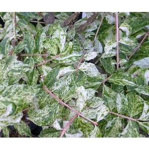 斑入屋久島オナガカエデ 脇坂錦 6寸鉢植え : 日本花卉ガーデン