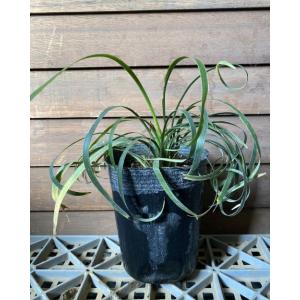 ヤブラン 花 ガーデニング の商品一覧 通販 Yahoo ショッピング