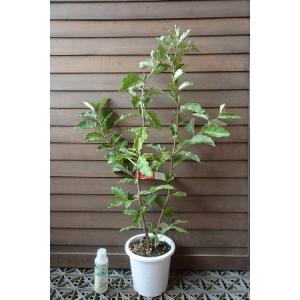 ジャンボ高田】 接木苗 ウメ [果樹苗木・梅・うめ] : ガーデン