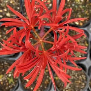 草花の苗 ヒガンバナ（彼岸花・リコリス ラジアータ） 赤3.5号ポット