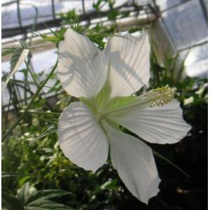 ハイビスカス スキゾペタルス（原種系） フウリンブッソウゲ : 日本