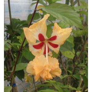 トト　ハイビスカス 苗木 レッドフラミンゴ G ハイビスカス 苗 鉢植え ハイビスカス レッドフラミンゴ : 日本花卉ガーデンセンター