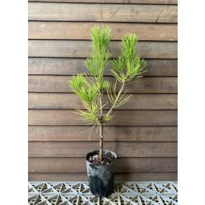 松 紅孔雀 （蛇の目松） 6寸鉢植え 黒松 : 日本花卉ガーデンセンター