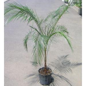 カナリーヤシ（フェニックス） 5寸鉢植え : 日本花卉ガーデンセンター