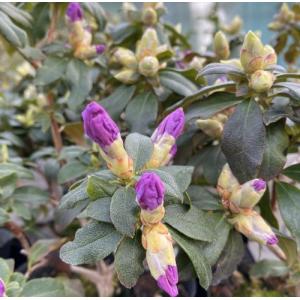 開花終わり ブルーツツジ 黒潮 (常緑つつじ)...の詳細画像4