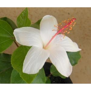 5寸鉢植え 黄斑ハイビスカス（ペインテッドレディー） 斑入り葉