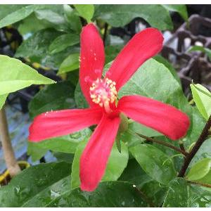 鉢植え ハイビスカス レッドフラミンゴ : 日本花卉ガーデンセンター