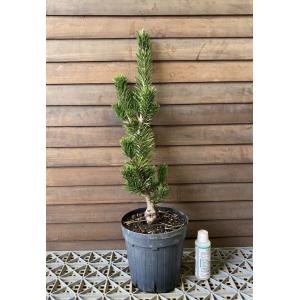 もみの木高さ3メートルモミの木 本物のクリスマスツリー樅の木群馬県産