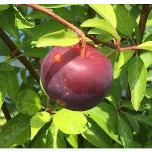 大株 チョコレートの木（カカオ）樹高40センチ程度 ：熱帯果樹苗