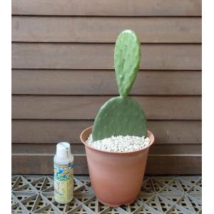 サボテン ウチワサボテン 花 ガーデニング の商品一覧 通販 Yahoo ショッピング