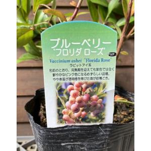 フロリダローズ ラビットアイ系 ブルーベリー苗木 2年生挿木苗 登録