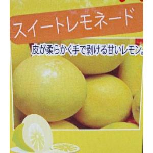 レモン スイートレモネード:果樹苗 4寸ポット植えの詳細画像1