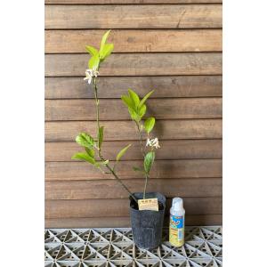 レモン スイートレモネード:果樹苗 4寸ポット植えの詳細画像3