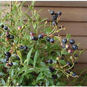 6寸鉢植え アロニア チョコレートベリー（チョコベリー）：果樹苗