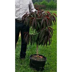 桃の苗木 あかつき（桃） 6寸鉢植え ：果樹苗 桃の苗木 桃の苗 : 日本