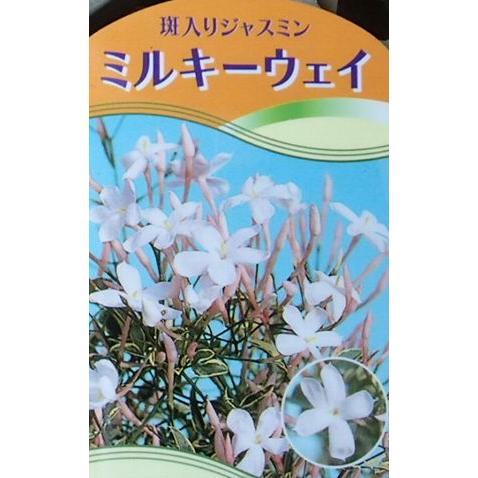 斑入りハゴロモジャスミン（斑入り羽衣ジャスミン）５寸鉢植え　ミルキーウェイ