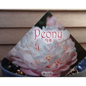 日本花卉ガーデンセンターyahoo 店 芍薬 シャクヤク 花木 庭木 Yahoo ショッピング