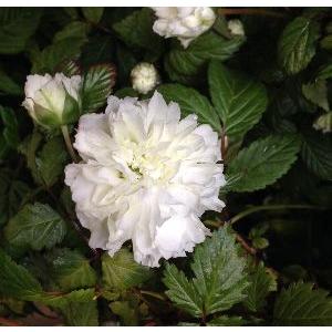 トキンイバラ 薔薇苗 Z 102 日本花卉ガーデンセンターyahoo 店 通販 Yahoo ショッピング