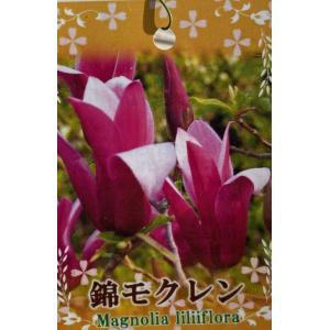 錦木蓮（ニシキモクレン）　樹高100センチ程度　錦モクレン　苗　苗木　接ぎ木苗