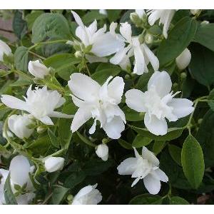 日本花卉ガーデンセンターyahoo 店 バイカウツギ 梅花ウツギ 花木 庭木 Yahoo ショッピング