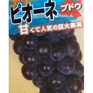 種なしブドウ苗木 BKシードレス（挿し木苗） : 植物・園芸専門店 花育