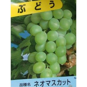 ぶどう 苗木 【藤稔 （ふじみのり）】 1年生 挿し木 ポット苗 : 苗木の