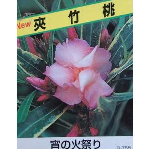 日本花卉ガーデンセンターyahoo 店 キョウチクトウ 夾竹桃 熱帯花木 Yahoo ショッピング