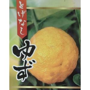 とげなしユズ（とげなし柚子、トゲナシ柚子）：果樹苗　柑橘苗　苗木　接木　苗　みかん