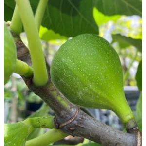 8月9日更新　販売開始【問い合わせ用】いちじく苗 早生日本種】 苗 イチジク [果樹苗木・無花果・いちじく