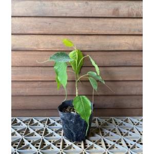 スリーマハボダイジュ（4寸ポット植え）　インドボダイジュ　印度菩提樹