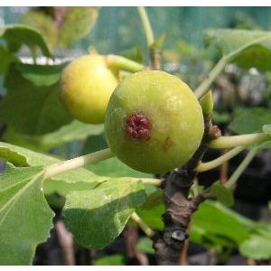 イチジク苗 いちじくの木 5寸鉢植え シュガーイチジク 無花果 ：果樹苗